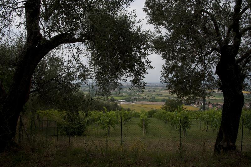Agriturismo La Grotta ซานจูเลียโน แตร์เม ภายนอก รูปภาพ